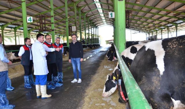 Denizli’de büyük baş hayvanlar için ilkbahar dönemi şap aşılama çalışması başladı