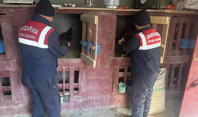 Erzurum’da horoz dövüştüren 3 şahıs yakalandı: Kişi başı 10 bin TL ceza