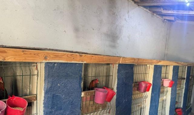 Erzurum’da horoz dövüştüren 3 şahıs yakalandı: Kişi başı 10 bin TL ceza