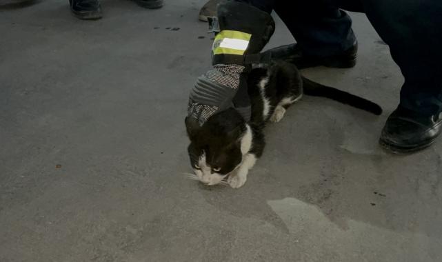 Hatay'da elektrik panosuna giren kedi 5 saatte çıkarıldı