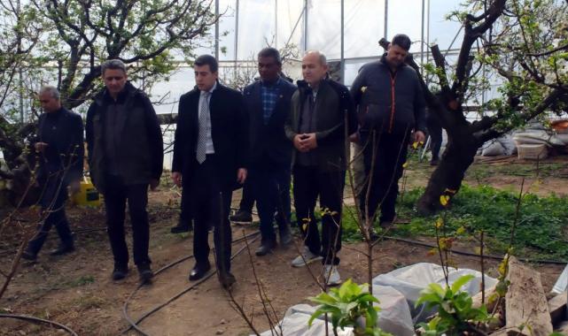 Mersin'de erken hasat eriğin fiyatı 8 bin lirayı buldu