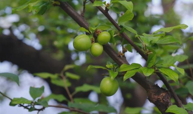 Mersin'de erken hasat eriğin fiyatı 8 bin lirayı buldu