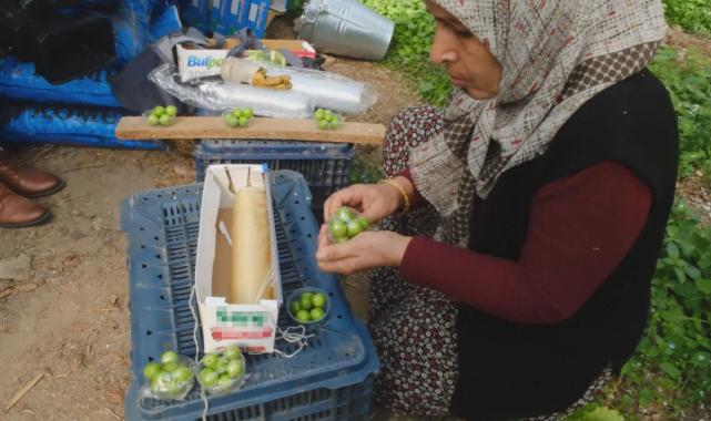 Mersin'de erken hasat eriğin fiyatı 8 bin lirayı buldu