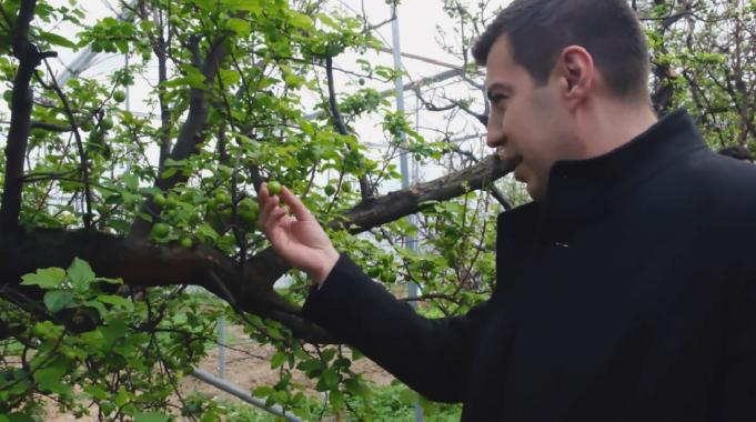 Mersin'de erken hasat eriğin fiyatı 8 bin lirayı buldu