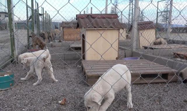 Sahipsiz hayvanları bakımevi dışında sokağa bırakanlara 71 bin 965 lira ceza