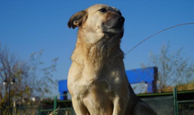 Sahipsiz hayvanları bakımevi dışında sokağa bırakanlara 71 bin 965 lira ceza