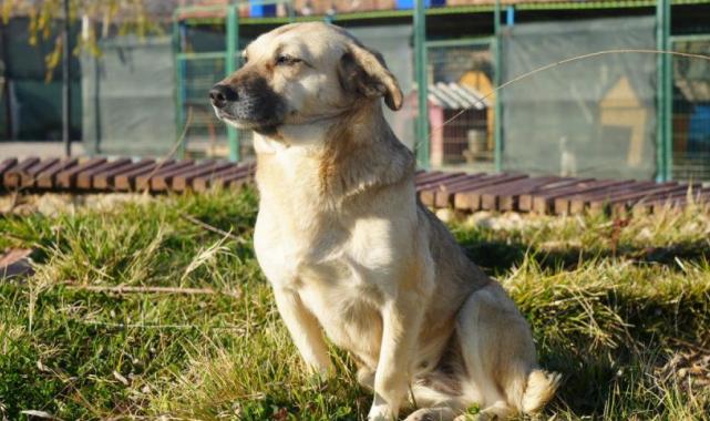 Sahipsiz hayvanları bakımevi dışında sokağa bırakanlara 71 bin 965 lira ceza