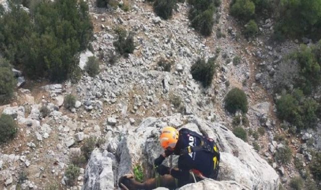 Burdur'da dağda mahsur kalan keçileri AFAD kurtardı