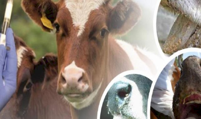 Denizli’de büyük baş hayvanlar için ilkbahar dönemi şap aşılama çalışması başladı