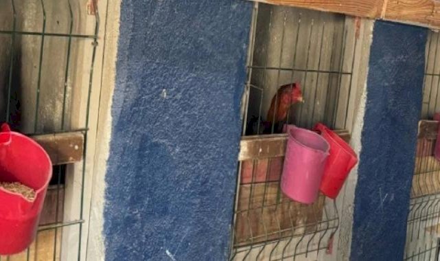 Erzurum’da horoz dövüştüren 3 şahıs yakalandı: Kişi başı 10 bin TL ceza