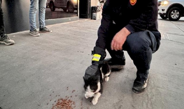 Hatay'da elektrik panosuna giren kedi 5 saatte çıkarıldı