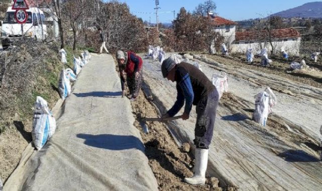 Manisa'nın Selendi ilçesinde tütün ekim telaşı başladı