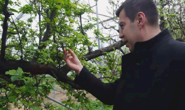 Mersin'de erken hasat eriğin fiyatı 8 bin lirayı buldu