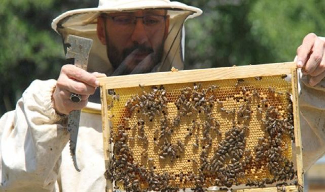 Türkiye'nin en 'ballı' şehri Ordu oldu