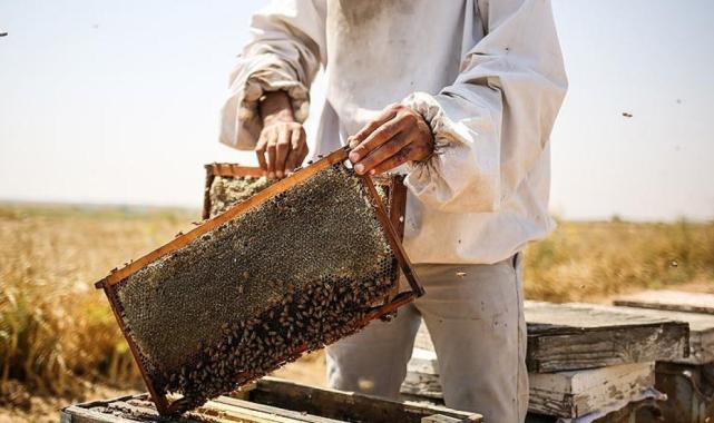 Türkiye'nin en 'ballı' şehri Ordu oldu