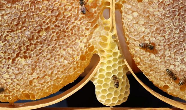 Türkiye'nin en 'ballı' şehri Ordu oldu