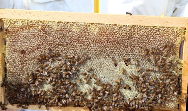 Türkiye'nin en 'ballı' şehri Ordu oldu