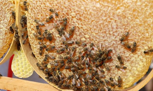 Türkiye'nin en 'ballı' şehri Ordu oldu