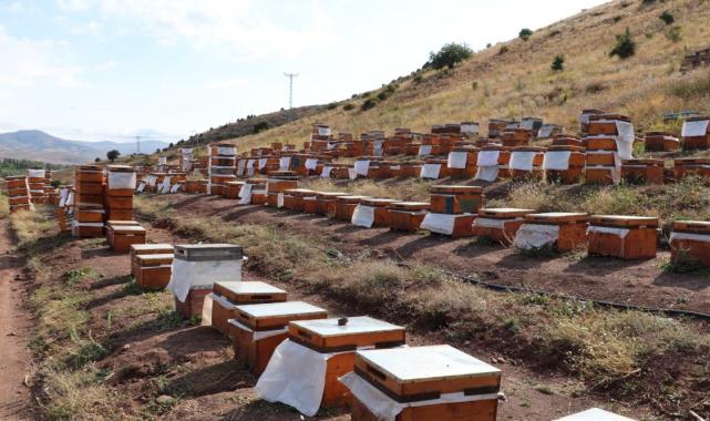 Türkiye'nin en 'ballı' şehri Ordu oldu