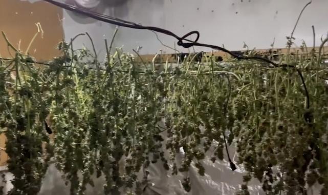 Yurt genelinde uyuşturucu operasyonu: 2 bin 656 şüpheli yakalandı