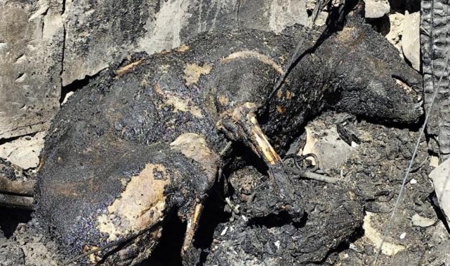 Şanlıurfa'da ev yangınında köpek ve tavuklar yanarak telef oldu