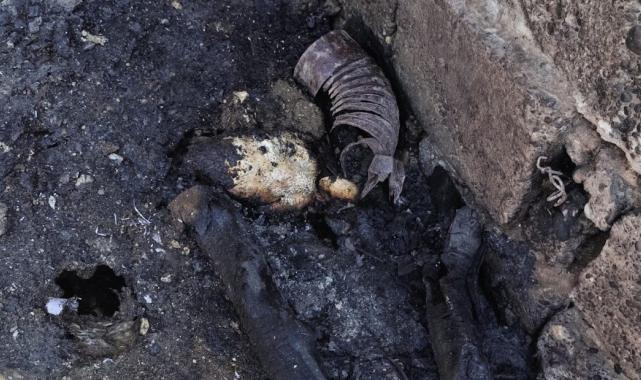 Şanlıurfa'da ev yangınında köpek ve tavuklar yanarak telef oldu