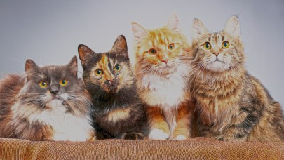 Hangi Kediyi Almalıyım?  Yaşam Tarzına En Uygun Kedi Irkları