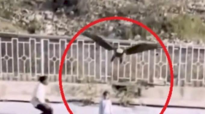 İran&#039;da kartalın çocuğu kaçırmaya çalıştığı anlar