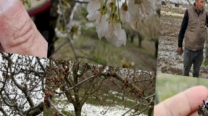 TBMM &#039;zirai don zararları&#039;nı araştıracak