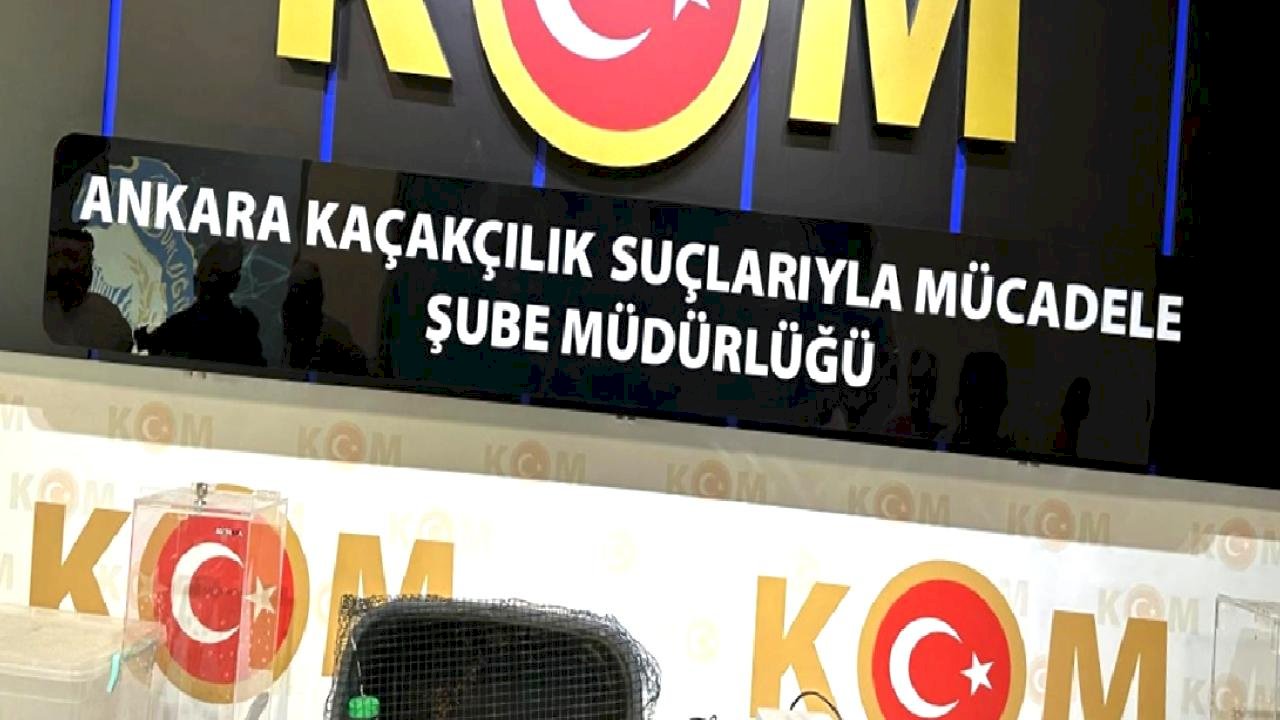 Ankara merkezli 5 ilde satışı yasaklı egzotik hayvan operasyonu