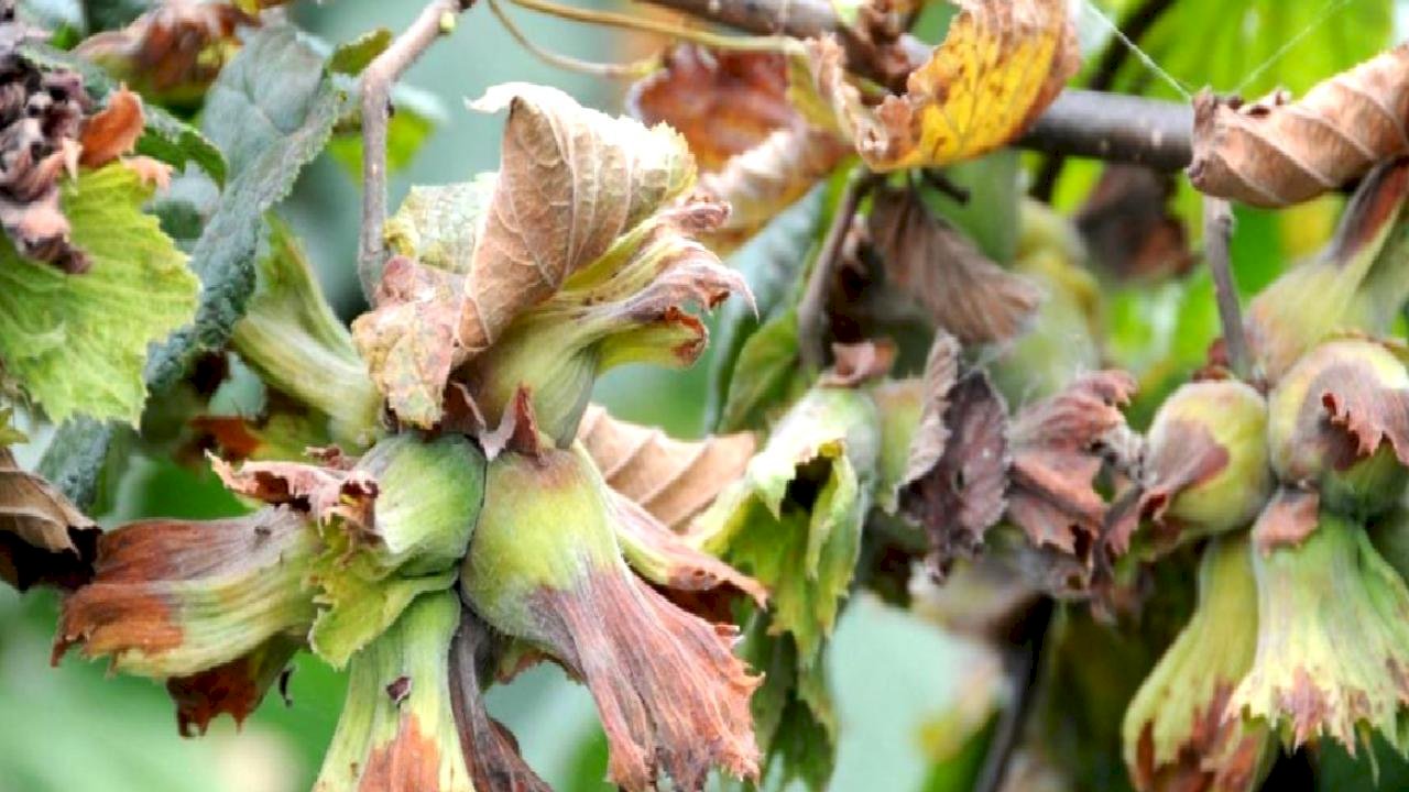 DKİB&#039;ten açıklama: TMO deposundaki fındığı satışa çıkarmamalı