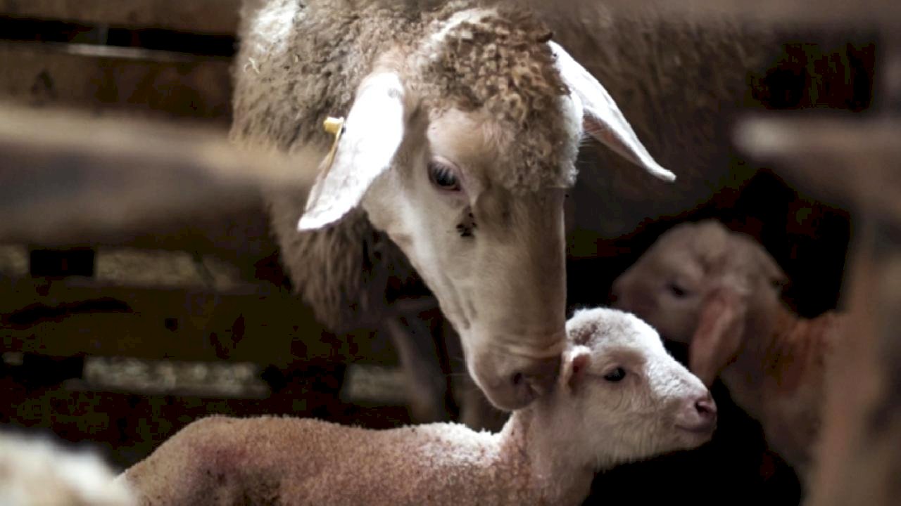 Türkiye hayvancılıkta Avrupa&#039;da ilk sırada