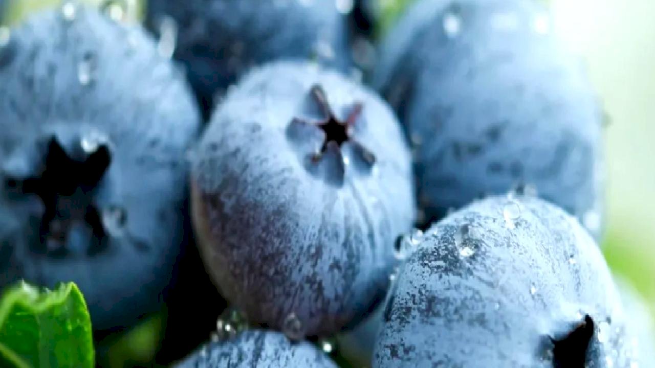 Yaban Mersini üreticileri için Bursa'da tek çatıda... Uludağ Blueberry Birliği kuruldu