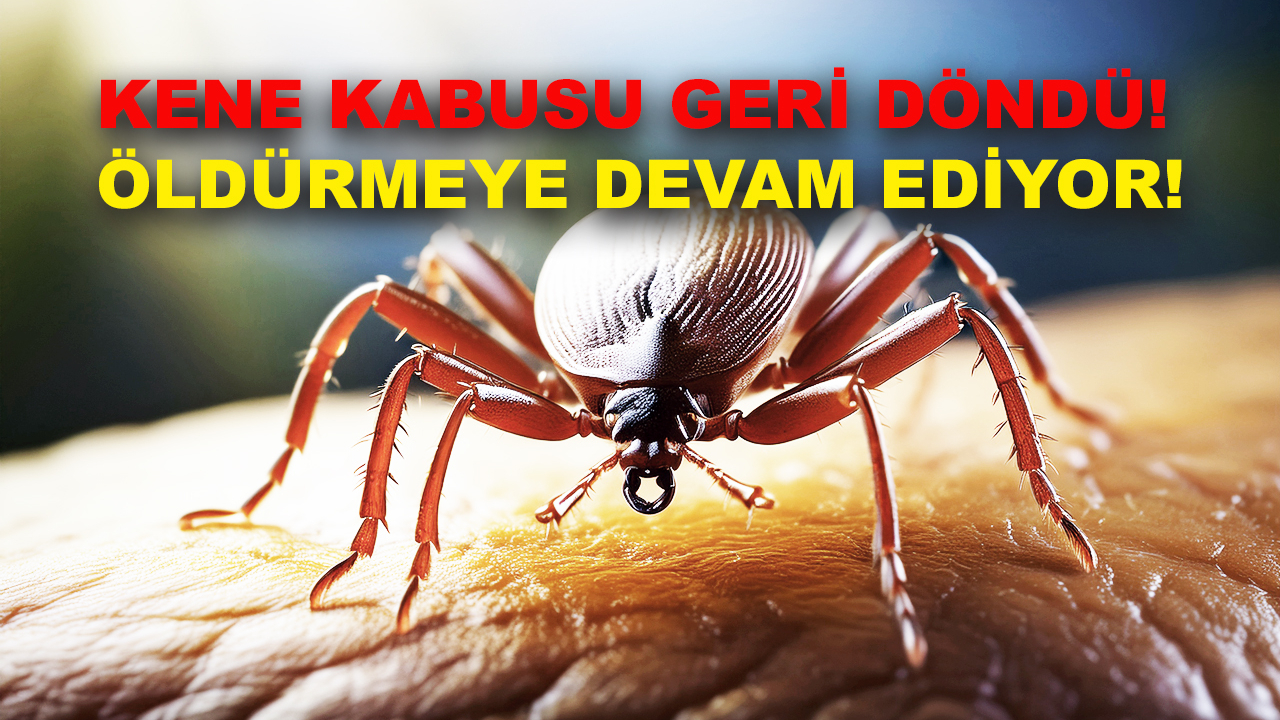 Sivas'ta Kene Isırığına Bağlı Ölüm: Can Kaybı 6'ya Yükseldi