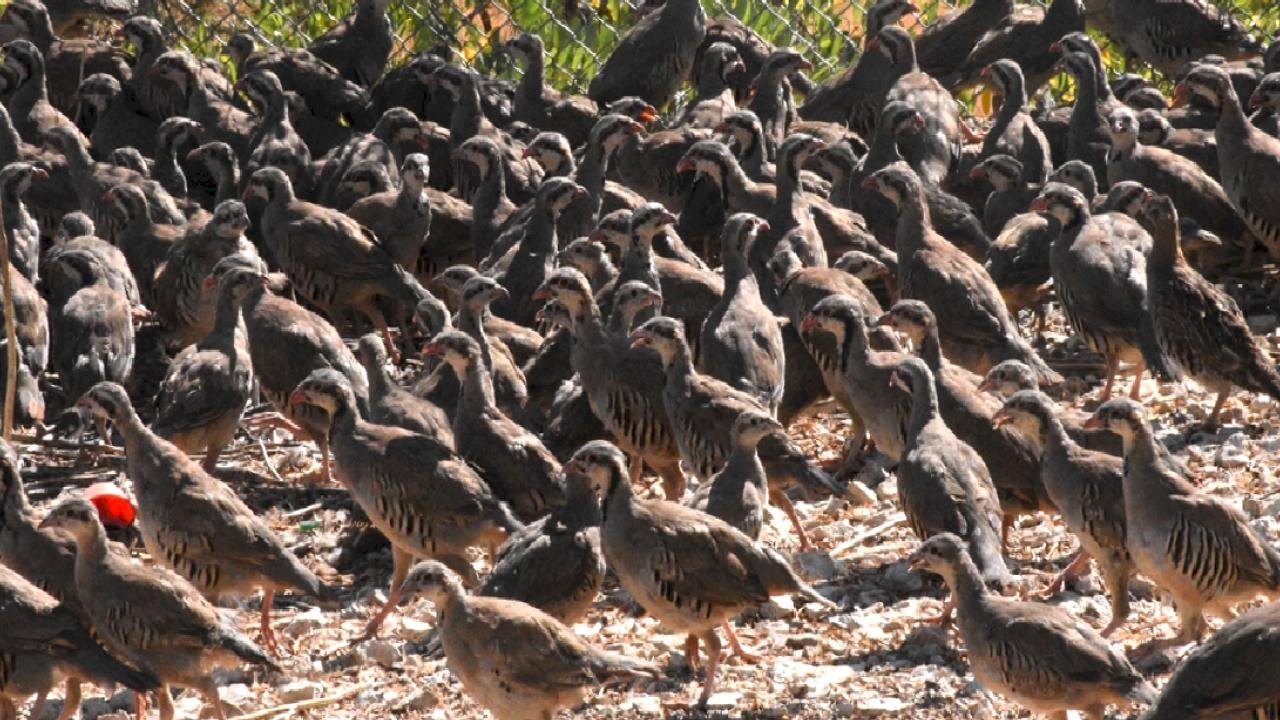 Afyonkarahisar&#039;da kene vakalarıyla mücadele için yüzlerce keklik doğaya salındı