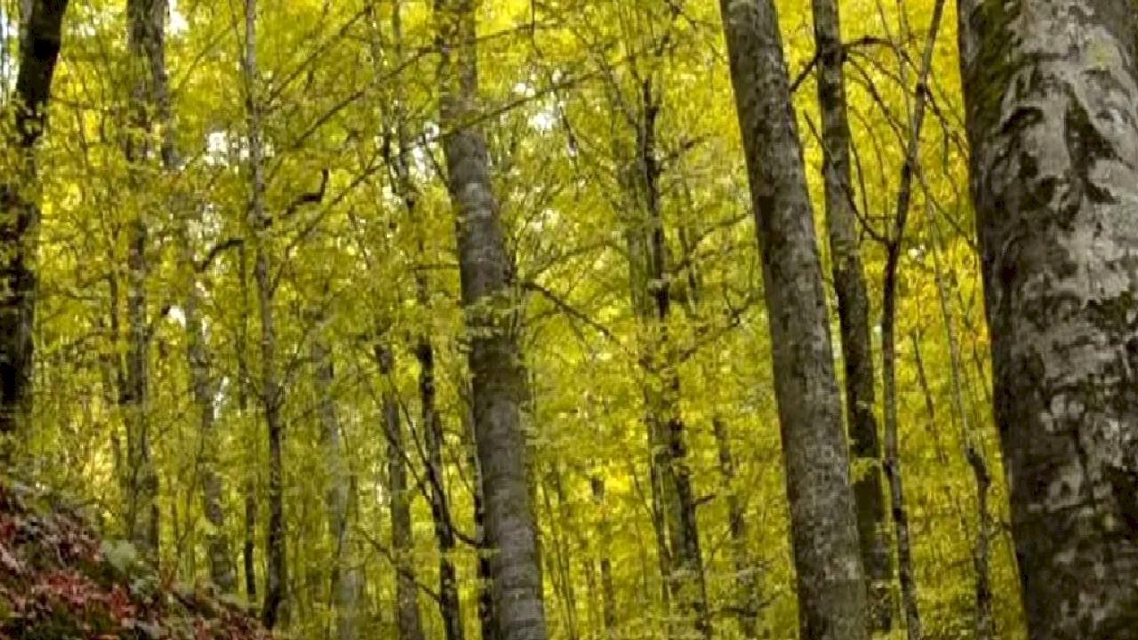 Bolu ormanlarına girişler 30 Eylül&#039;e kadar yasaklandı!