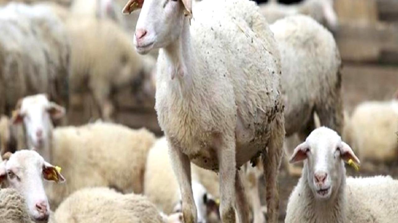 Hayvancılıkta kredi limiti yükseldi: Küçükbaş hayvan sayısı artacak