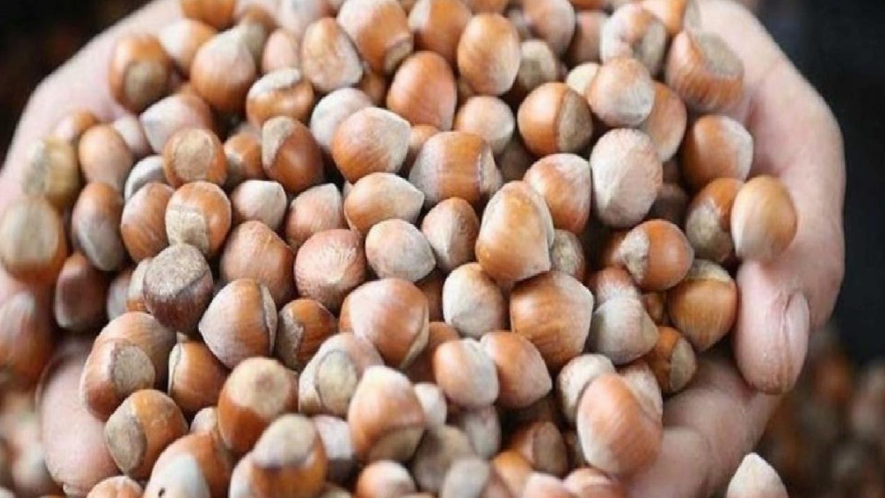 Kabuklu fındık fiyatı 2025: TMO fındık alım fiyatı açıklandı mı, kaç TL?