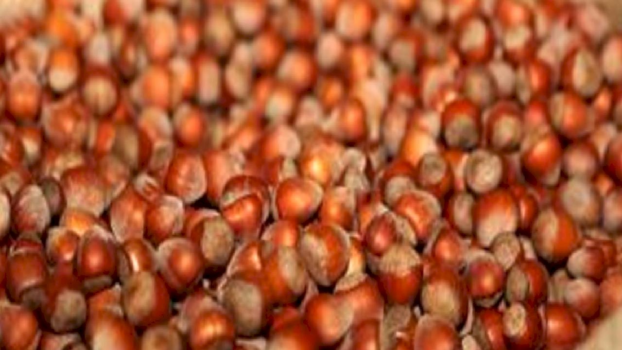 Kabuklu fındık fiyatı 2025: TMO fındık alım fiyatı açıklandı mı, kaç TL?