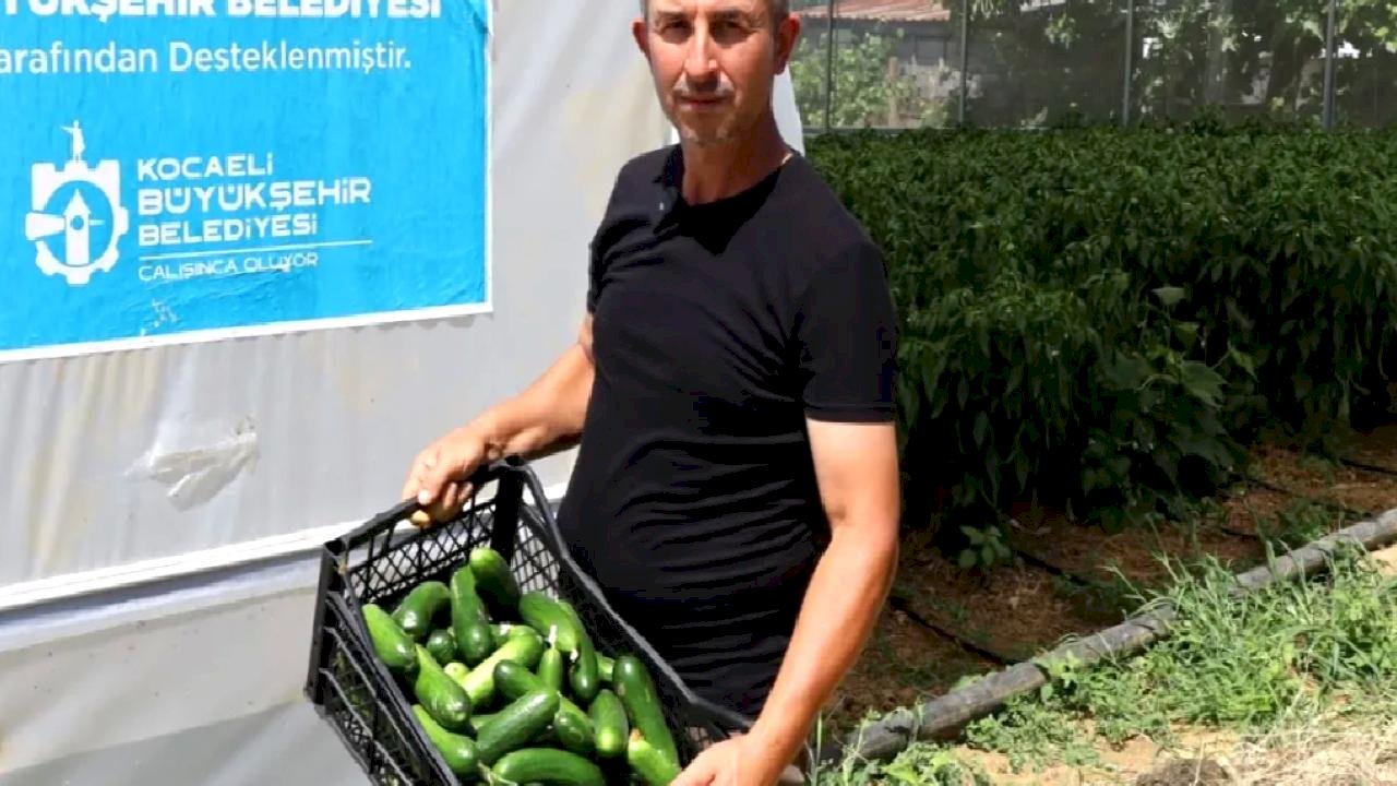 Kocaeli'de modern seralarda hasat bereketi