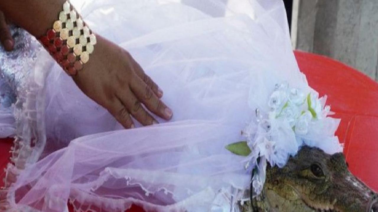 Meksikalı belediye başkanının ilginç düğünü: Timsahla evlendi