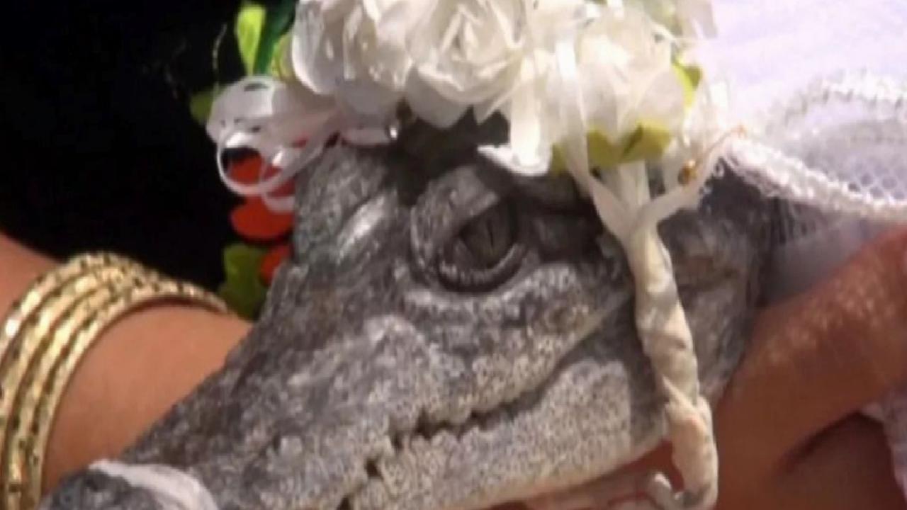 Meksikalı belediye başkanının ilginç düğünü: Timsahla evlendi