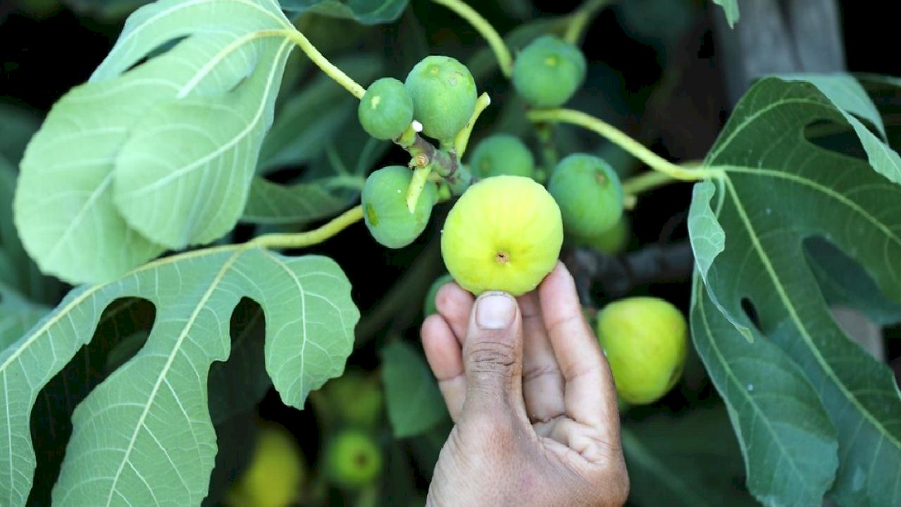 Sıra dışı bir şifa kaynağı: İncir sütünün mucizevi etkileri