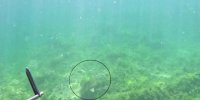 Marmara Denizi’nde bir ilk: Caretta caretta  görüntülendi
