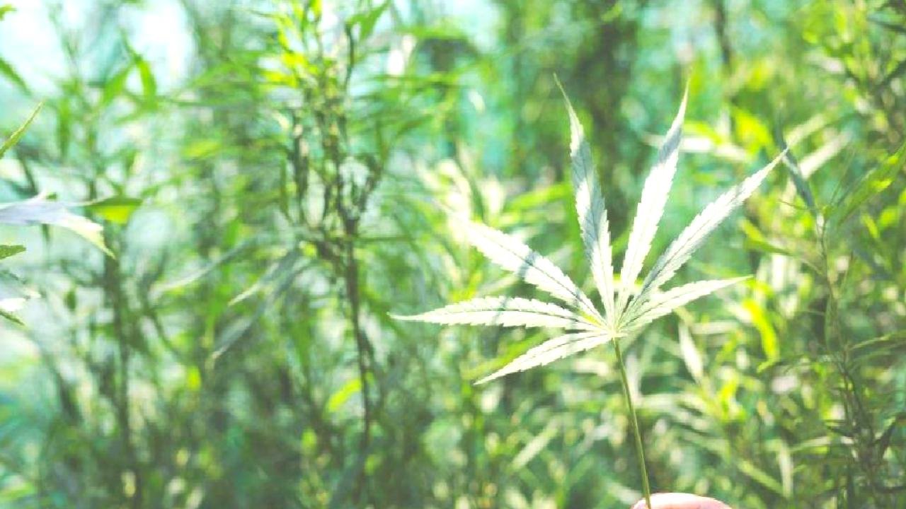 Tıbbi Kenevir Eczanelerde Satılacak