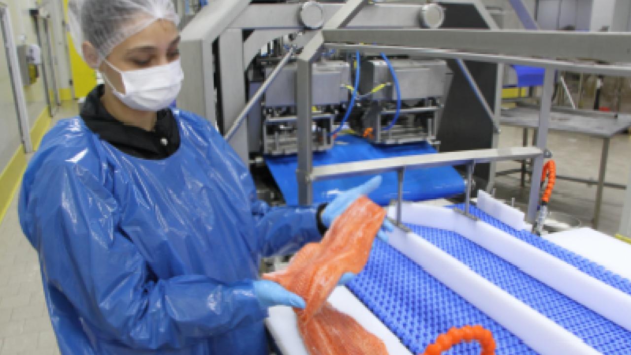 Türk somonu ihracatı rekor kırıyor... 2035 hedefi 1 milyar dolar