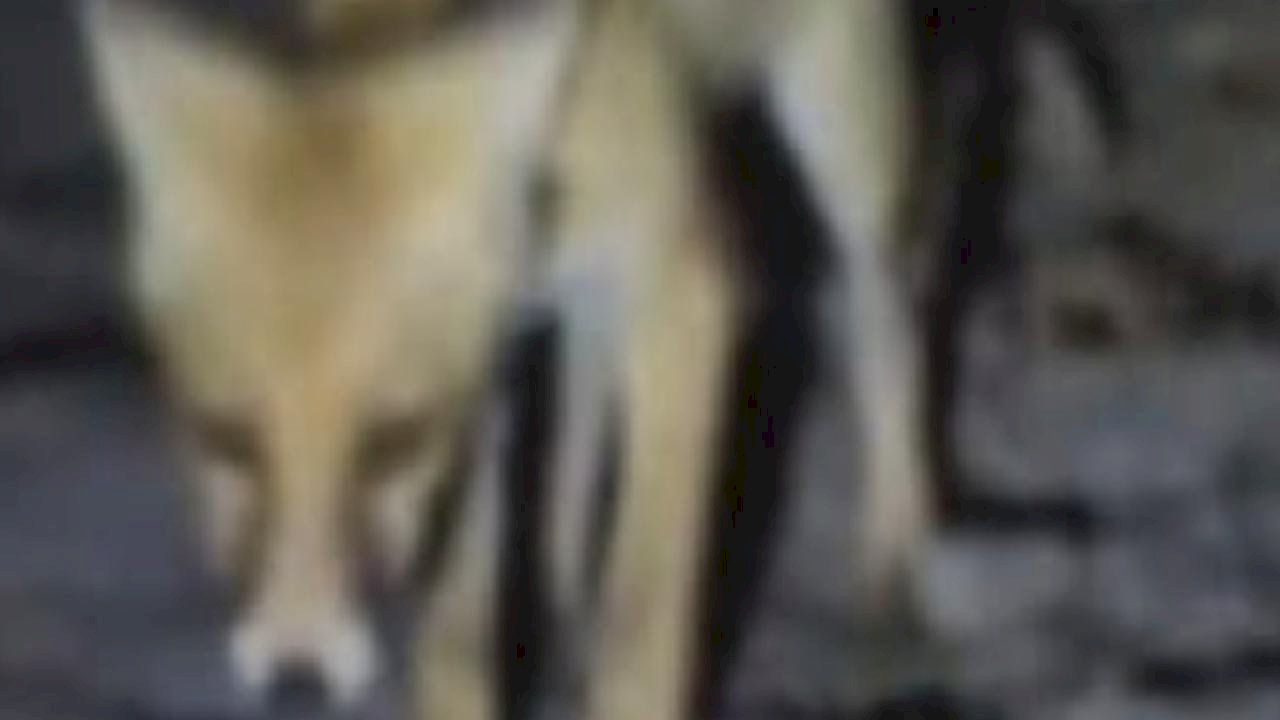 Amasya&#039;da tilkiyi eliyle besledi