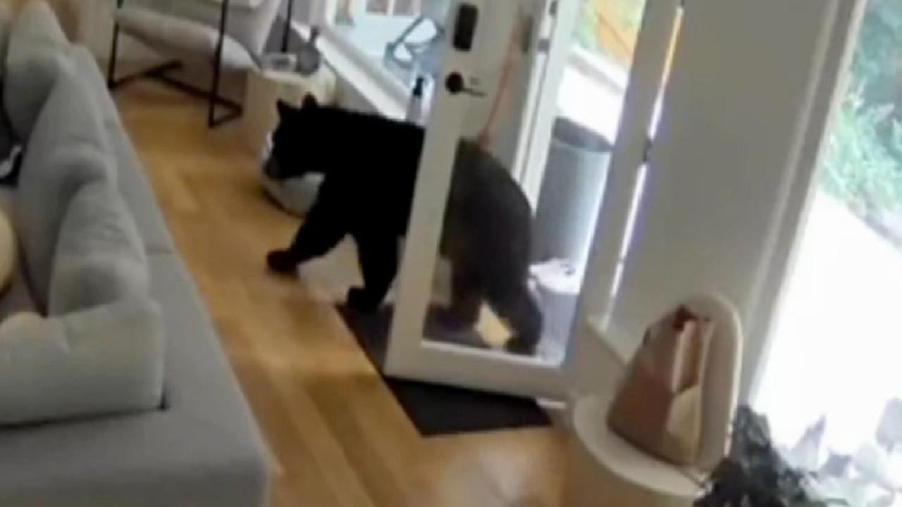 Kanada'da küçük köpekten büyük cesaret: Eve giren ayıyı korkutup kaçırdı