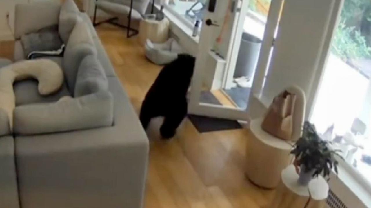 Kanada'da küçük köpekten büyük cesaret: Eve giren ayıyı korkutup kaçırdı