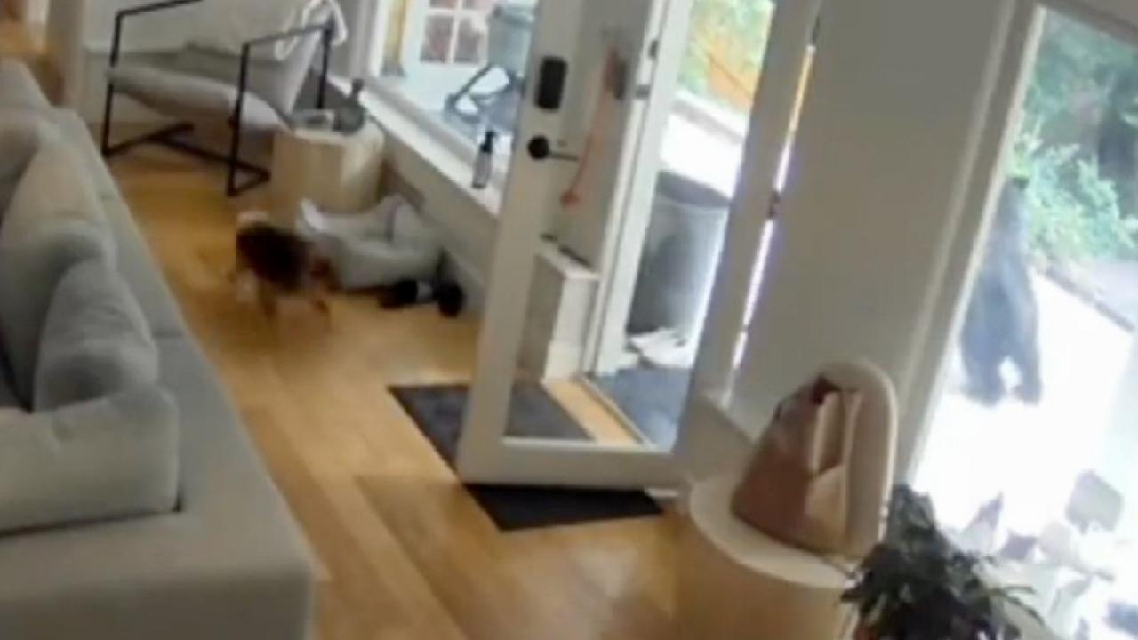 Kanada'da küçük köpekten büyük cesaret: Eve giren ayıyı korkutup kaçırdı